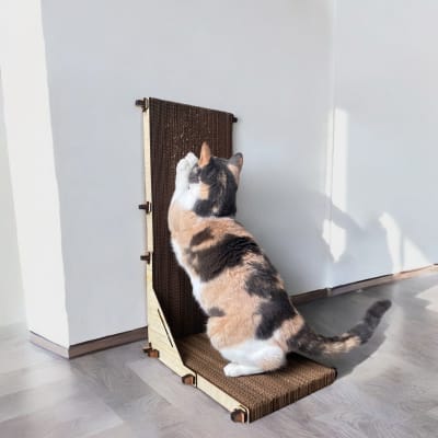 La Jato del Gato - Cat Flat L1