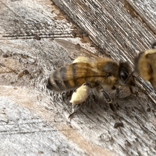 ¿QUÉ ES Y CÓMO SE CONSUME EL POLEN?