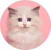 Alimento seco gatos
