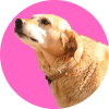 Alimento seco perros