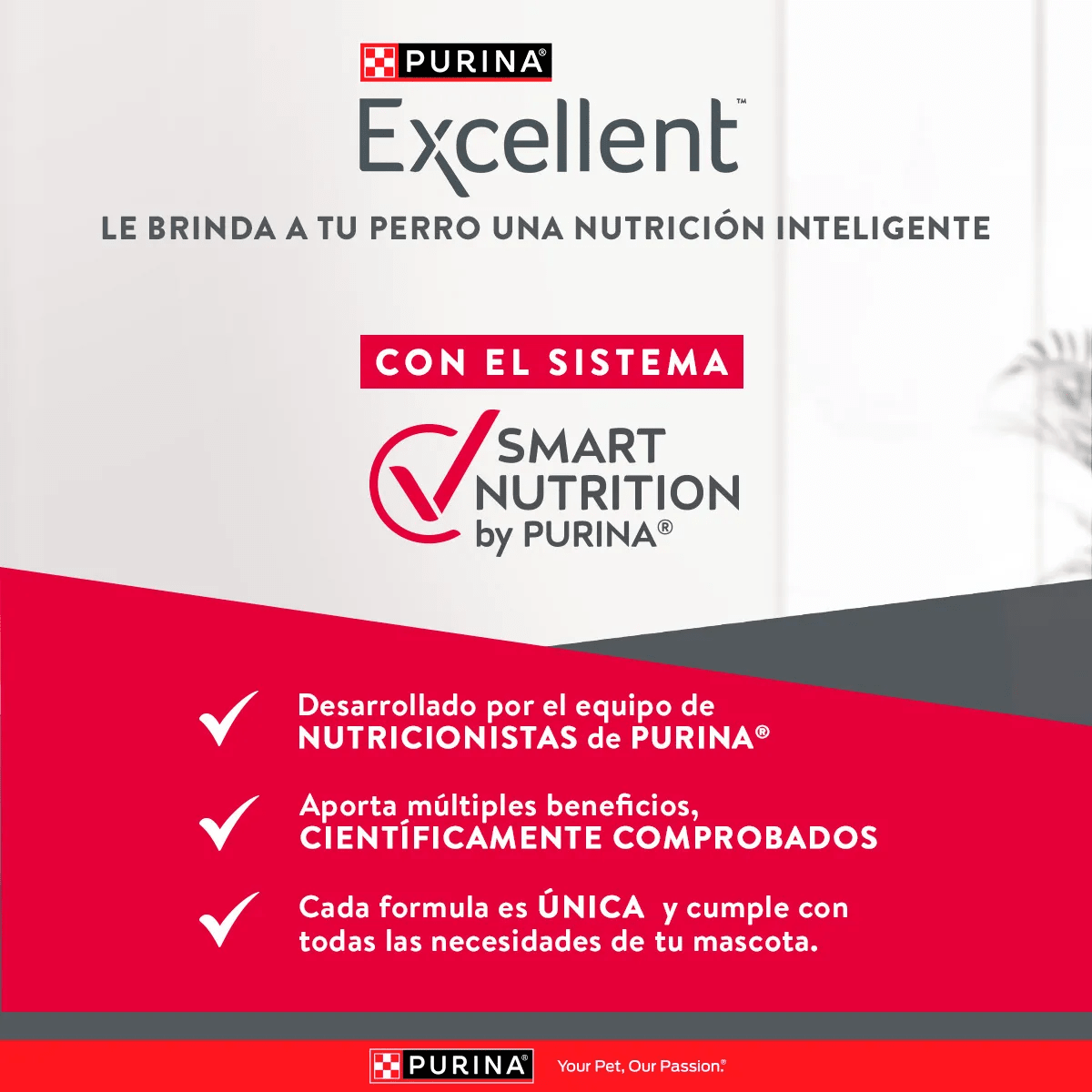 EXCELLENT ADULTO MANTENIMIENTO ALL BREED2