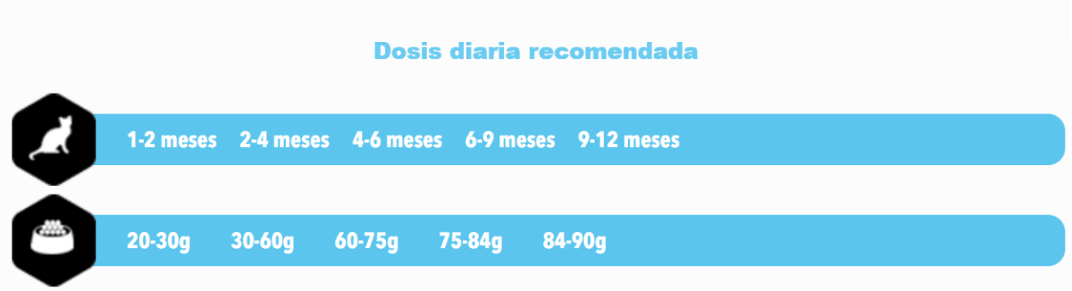 AMITY KITTEN SALMON1