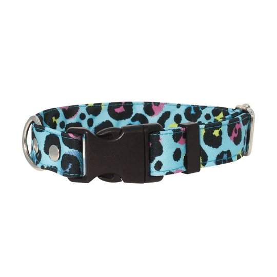 THE ROCKY DOG COLLAR7