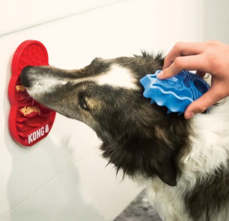 KONG LICKS2