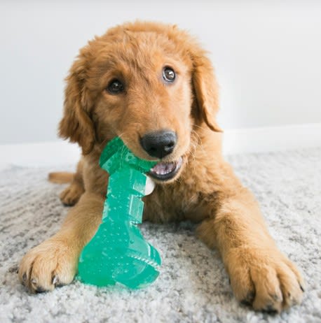 KONG SQUEEZZ DENTAL BONE2