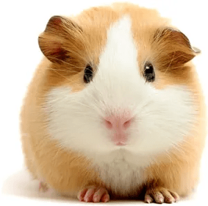 MAZURI GUINEA PIG DIET3