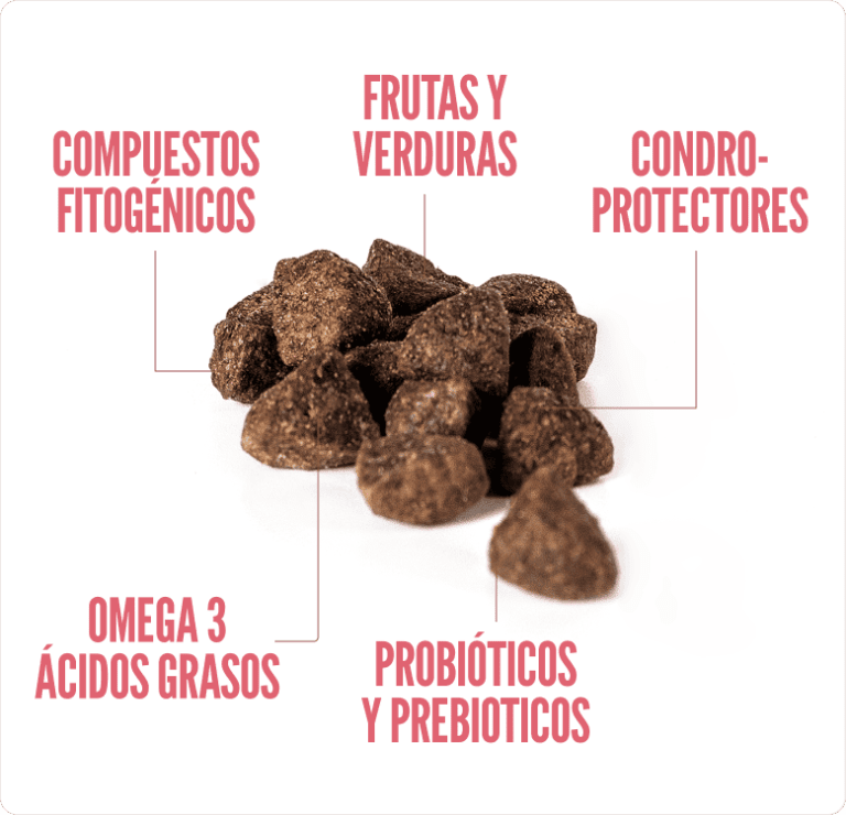 SUMMIT10 WHOLE CHOICE KITTEN2