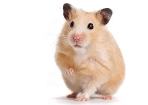 MAZURI HAMSTER & GERBIL DIET3