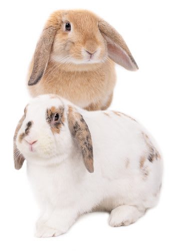 MAZURI CONEJO/RABBIT DIET3