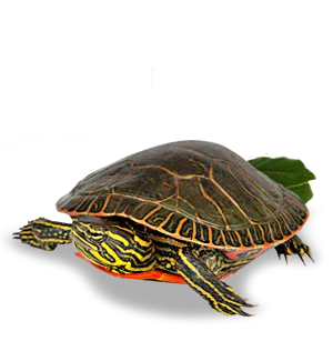 MAZURI TORTUGAS ACUATICAS3