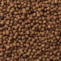 MAZURI TORTUGAS ACUATICAS2