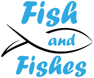 Logo de FISH AND FISHES
