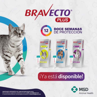 Bravecto Plus Gato
