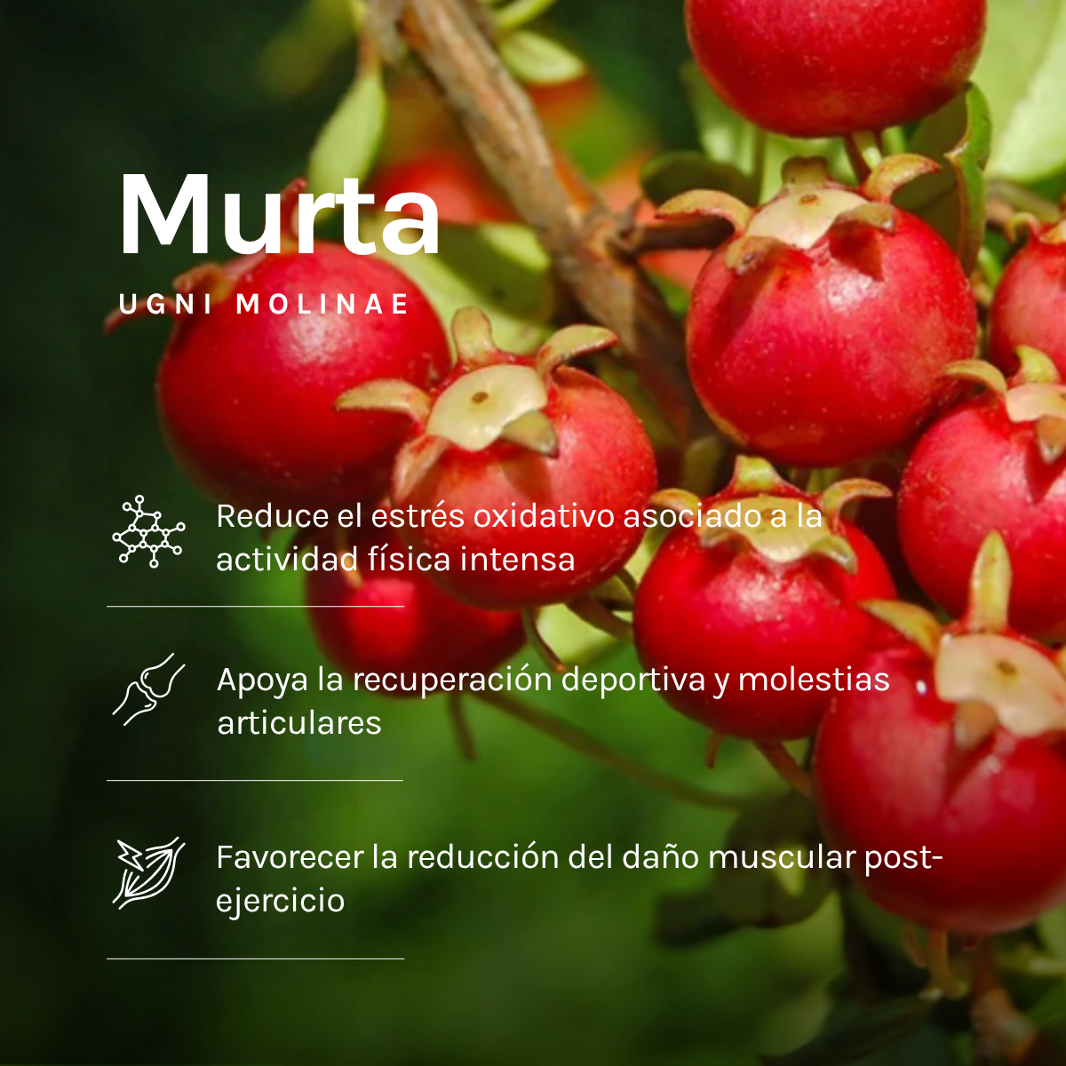 GEL ENERGÉTICO MURTA 60 ml c/u3