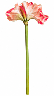 FLORAL AMARYLLIS2F1B - II