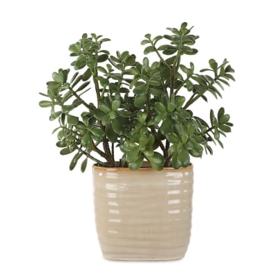 ARREGLO CRASSULA JADE