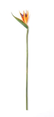 FLORAL BIRD OF PARADISE
