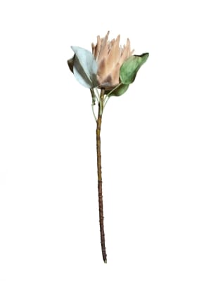 FLORAL DRIED PROTEA KING S - III