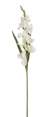 FLORAL GLADIOLUS FLOWER GLADIOLA