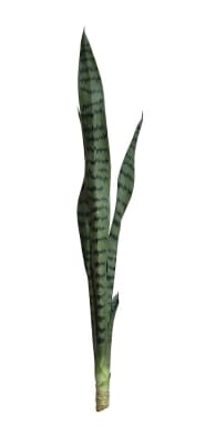 FLORAL GREEN SANSERVIERIA W/SLVS