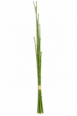 FLORAL TENDER BAMBOO X6