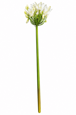 FLORAL AGAPANTHUS NAT TCH