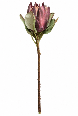 FLORAL DRIED PROTEA KING S - II