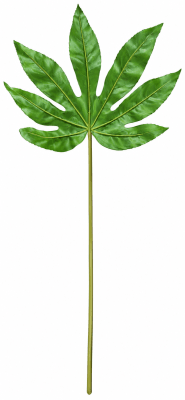 FLORAL FATSIA JAPONICA LEAF