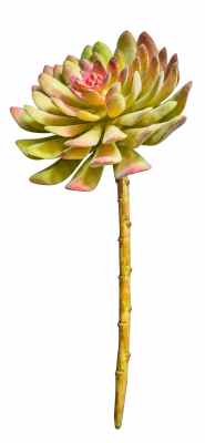 FLORAL SUCCULENT ECHEVERIA YL