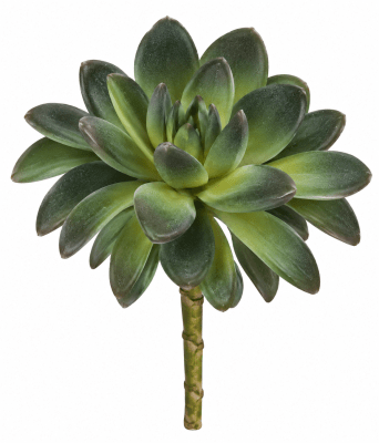 FLORAL SUCCULENT II