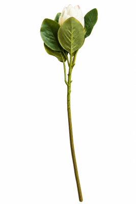 FLORAL PROTEA CLOSED