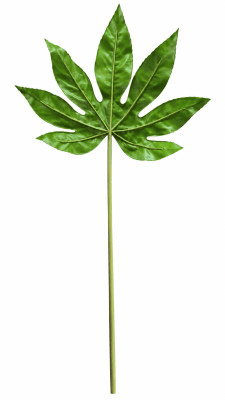 FLORAL FATSIA JAPONICA LEAF - II