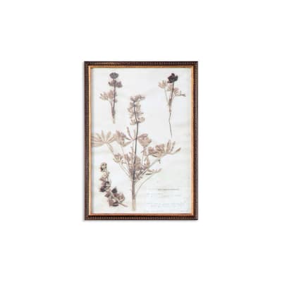 CUADRO BOTANY