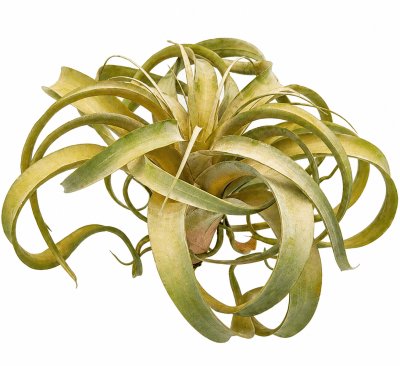 FLORAL LARGE TILLANSIA