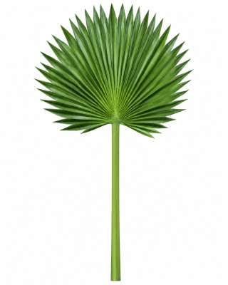 FLORAL PALM LEAVES