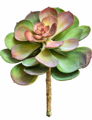 FLORAL SUCCULENT GB