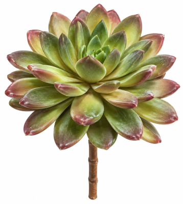 FLORAL SUCCULENT PLANTS
