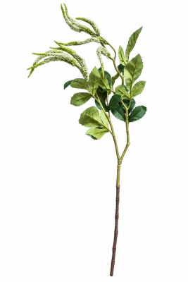 FLORAL AMARANTHUS