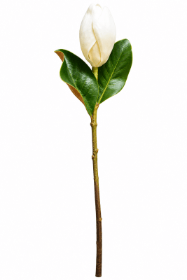 FLORAL MAGNOLIA TEM X2LVS