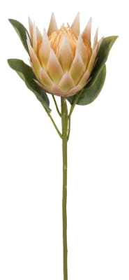 FLORAL PROTEA