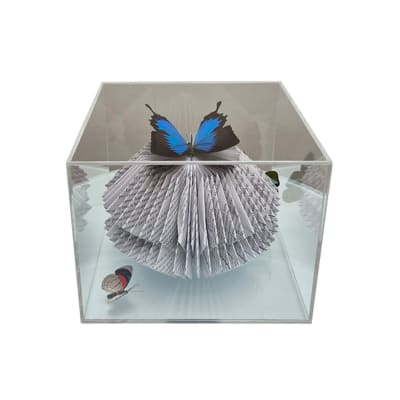 BUTTERFLY BOX II BUTTERFLY BOX II