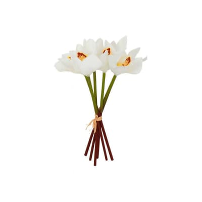 MAGNOLIA BLANCA