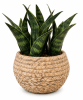 PLANTA EN MACETA IV1