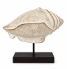 ESCULTURA CONCHA CON BASE1