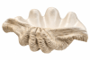 ESCULTURA CONCHA LARGE BEIGE1