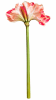 FLORAL AMARYLLIS2F1B - II1