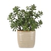 ARREGLO CRASSULA JADE1
