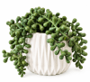 FLORAL PLANTA EN MACETA1