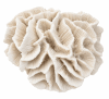 ESCULTURA CORAL BLANCO1