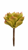 FLORAL SUCCULENT PICK - III1